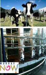 Engineering Innovation for Fat Cows