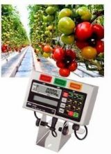 Major Tomato Producer Implements Weight Data Solution