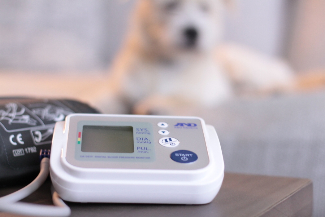 The Pet Effect: How Pets Can Help Your Blood Pressure